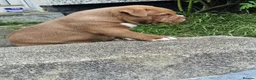 American Bully dogs for sale: Pocketbully puppy  - Advert 31