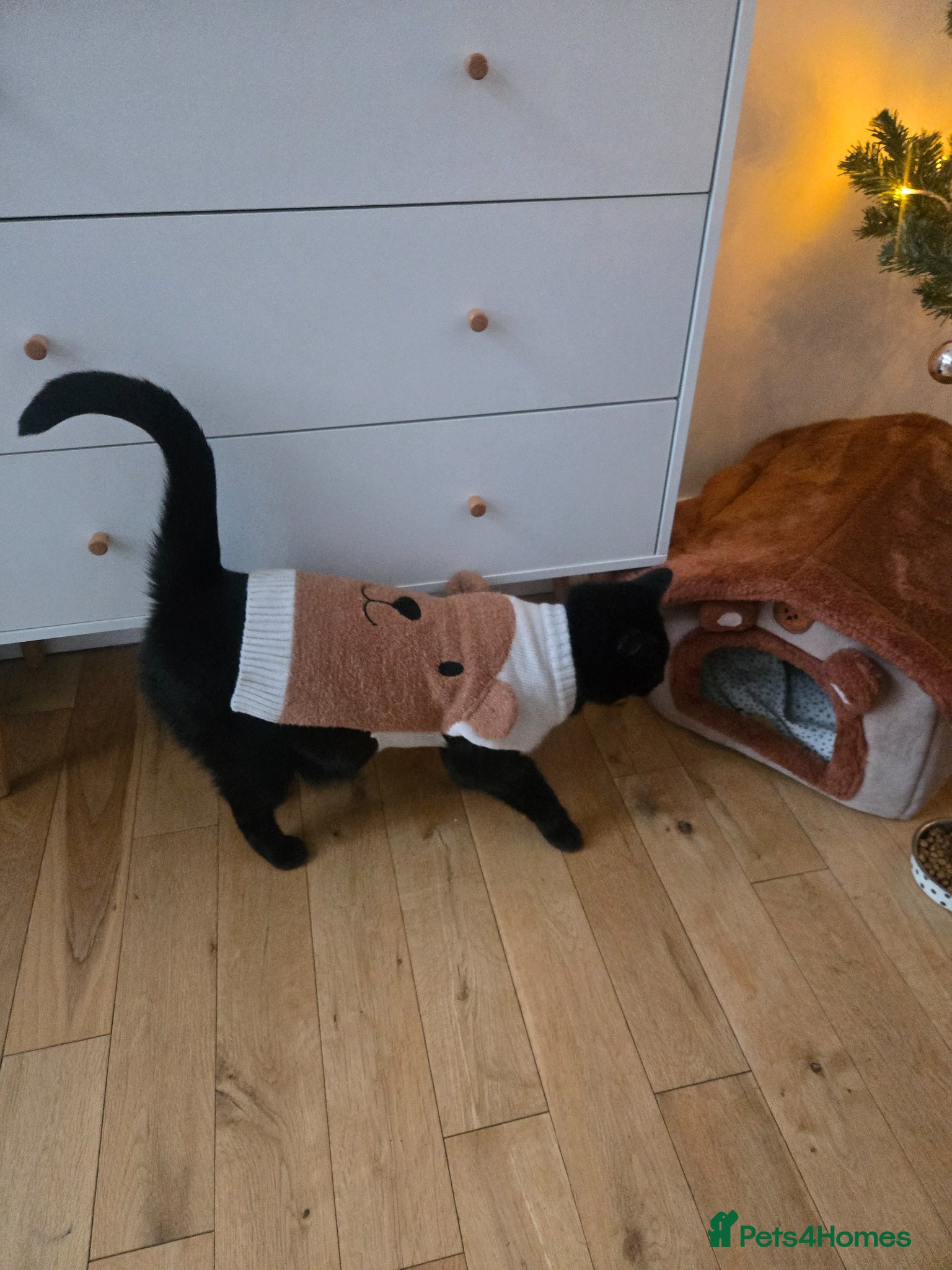 Mixed Breed cats 4 years old sweet in-house female  - Advert 1