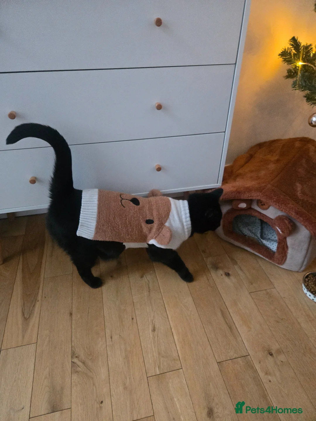 Mixed Breed cats for sale: 4 years old sweet in-house female  in Leicester - Advert 1