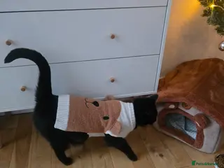 Mixed Breed cats 4 years old sweet in-house female - Advert 1