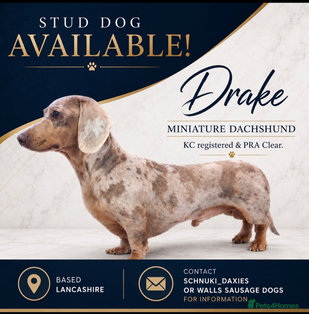 Miniature Dachshund dogs Tiny Dapple Miniature Dachshund  - Advert 20