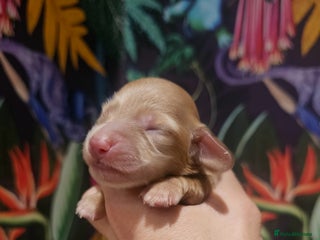 Miniature Dachshund dogs - Advert 20