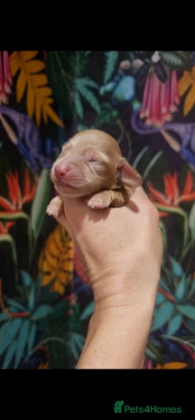 Miniature Dachshund dogs - Advert 1