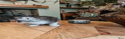 Siberian cats for sale: TICA Registered Pedigree Siberian kittens - Advert 21