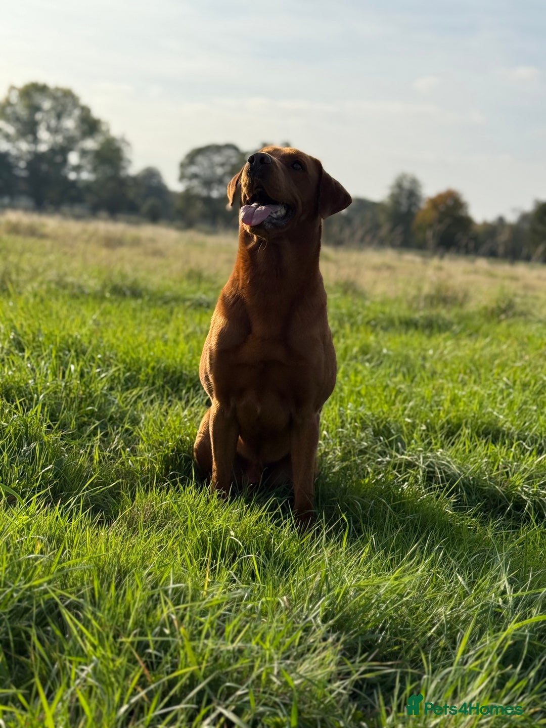 Labrador Retriever dogs for stud: Fox Red Labrador - Advert 2