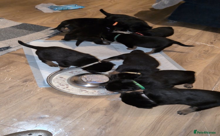 Rottweiler dogs Rottweiler ready 27.12.25 - Advert 4