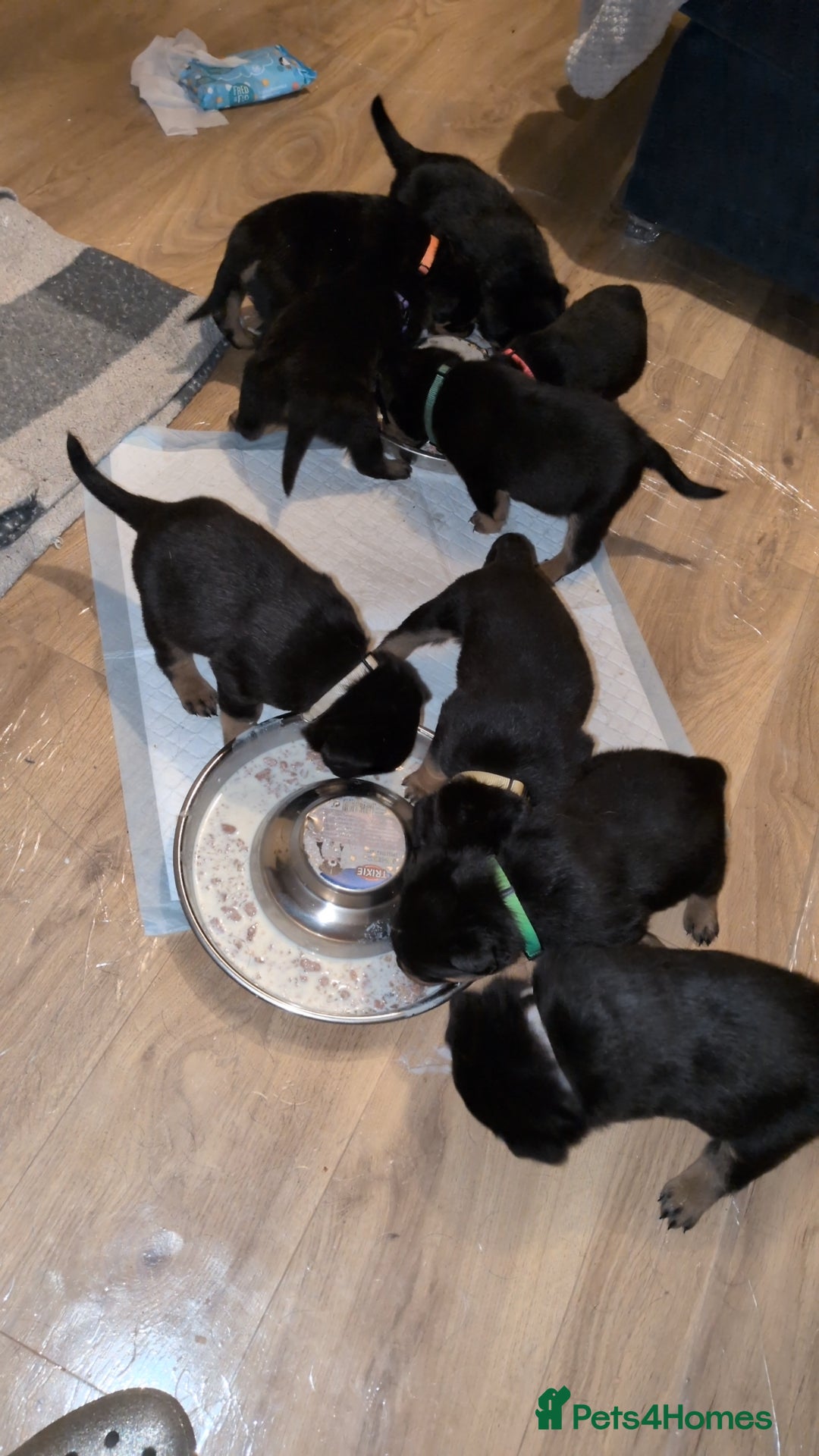 Rottweiler dogs for sale: ⭐ Rottweiler ⭐ - Advert 8