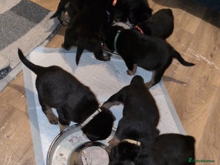 Rottweiler dogs Rottweiler ready 27.12.25 - Advert 10