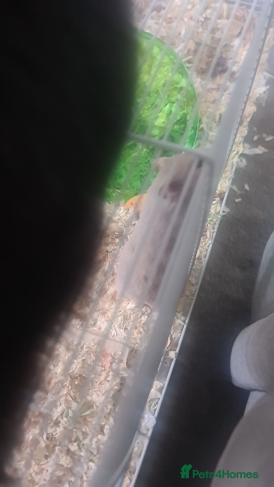 Hamster rodents Grey hamster - Advert 1