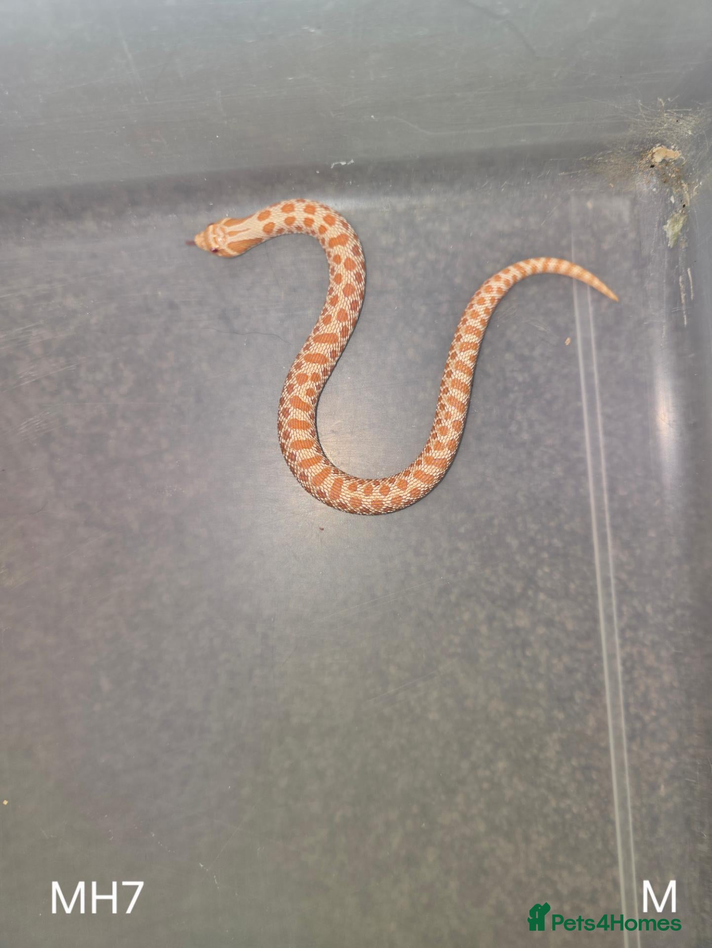 Snake reptiles for sale: Baby Hognoses - Advert 14