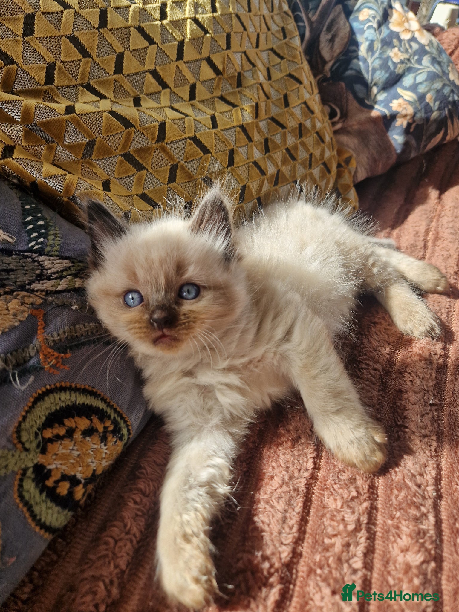 Ragdoll cats Beautiful Farm Bred Ragdoll Kitten  - Advert 1