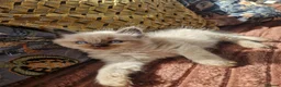 Ragdoll cats for sale: Beautiful Farm Bred Ragdoll Kitten  - Advert 1