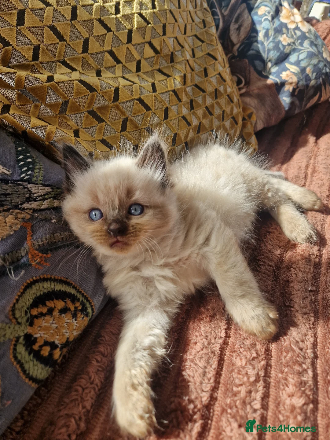Ragdoll cats for sale: Beautiful Farm Bred Ragdoll Kitten  - Advert 1
