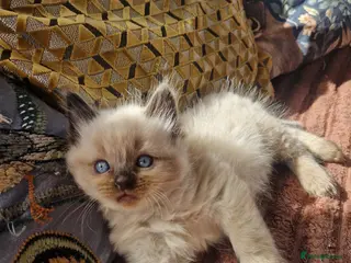 Ragdoll cats Beautiful Farm Bred Ragdoll Kitten - Advert 4