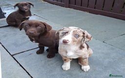 Borador dogs for sale: Chunky Chocolate Puppies  - Image 2