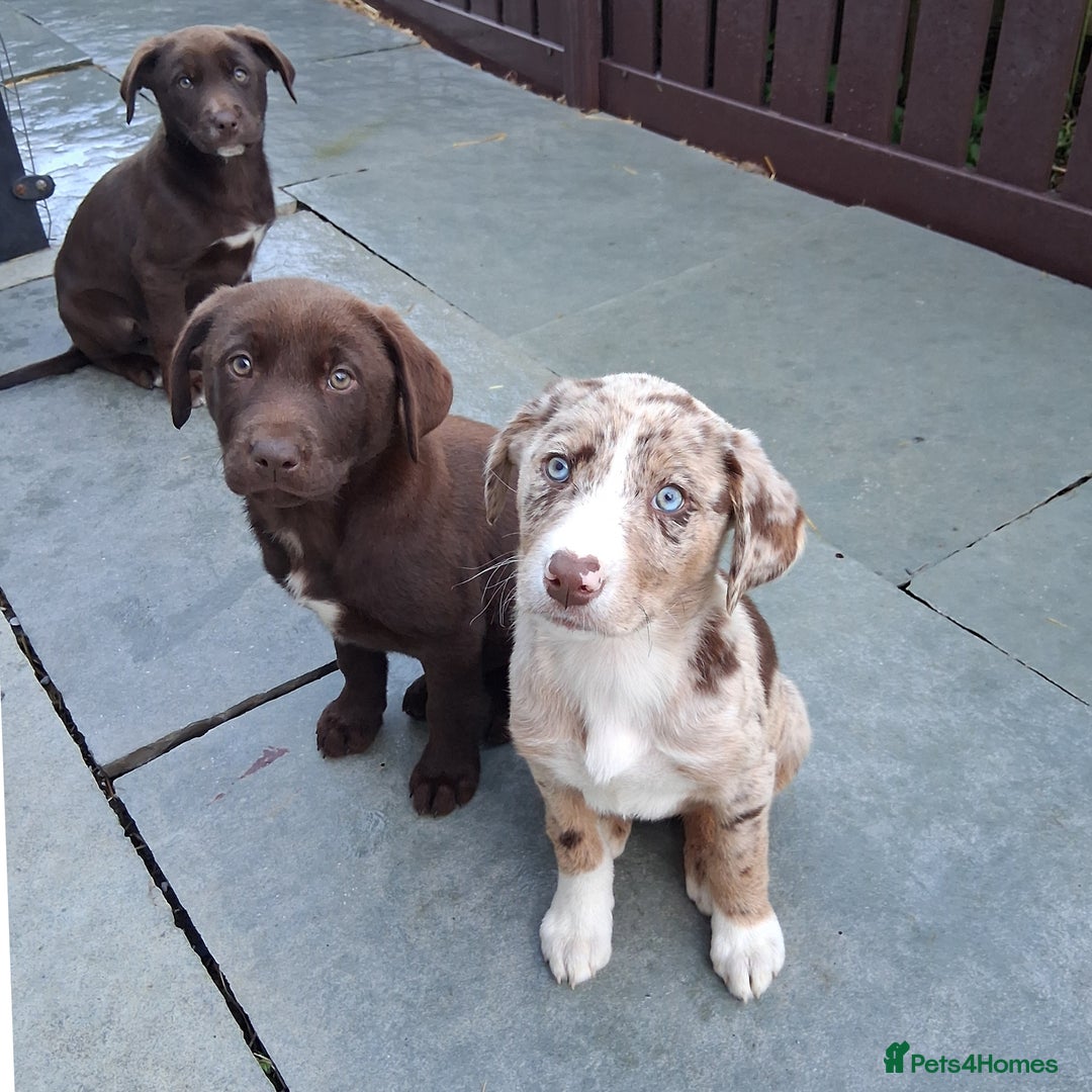 Borador dogs for sale: Chunky Chocolate Puppies  - Image 2
