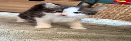 Mixed Breed cats for sale: Kittens ready for their forever home  - Advert 13