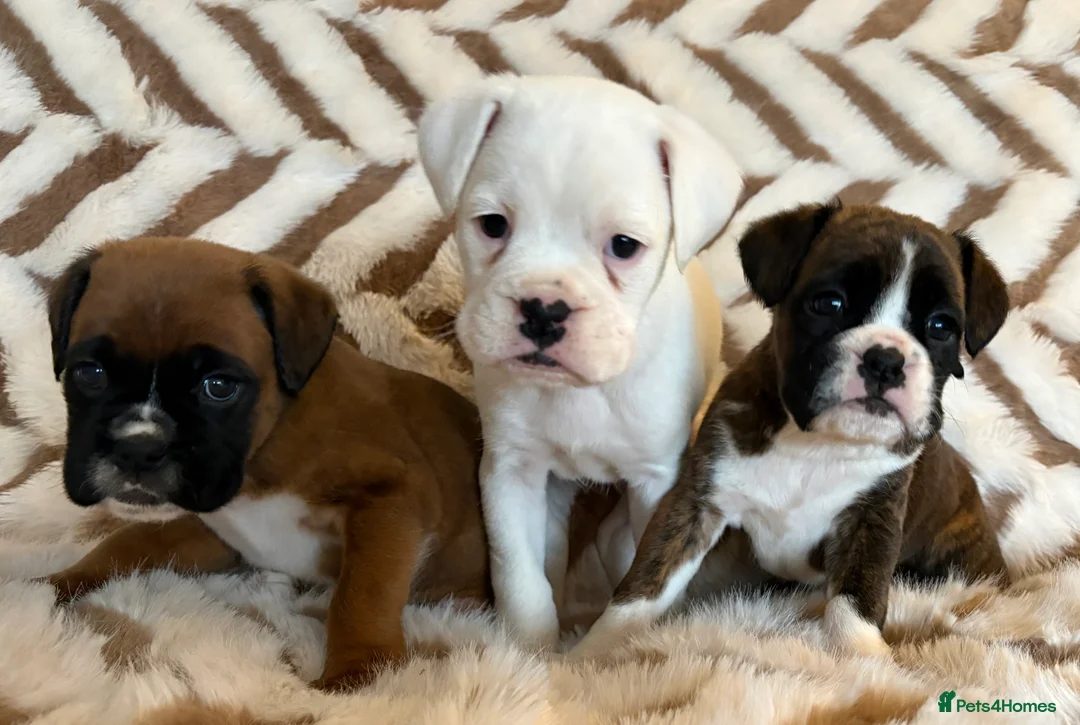Boxer dogs for sale: Exceptional KC Health Tested Boxers - Advert 13