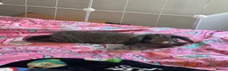 Mini Lop rabbits for sale: Baby rabbit  in North Shields - Advert 5