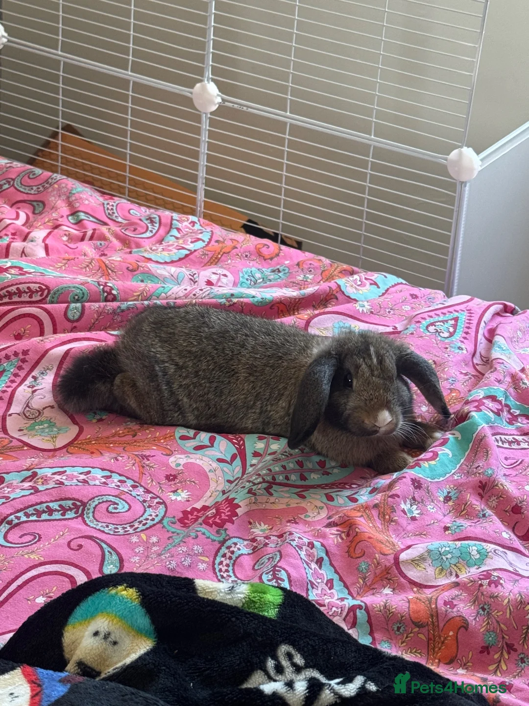 Mini Lop rabbits for sale: Baby rabbit  in North Shields - Advert 5