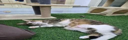 Mixed Breed cats for adoption: Indoor *SPECIAL NEEDS* blind rescue siblings  in Bedford - Advert 3
