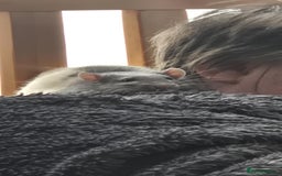 Rat rodents for sale: Free Rats with Cage etc, to good home - Image 8