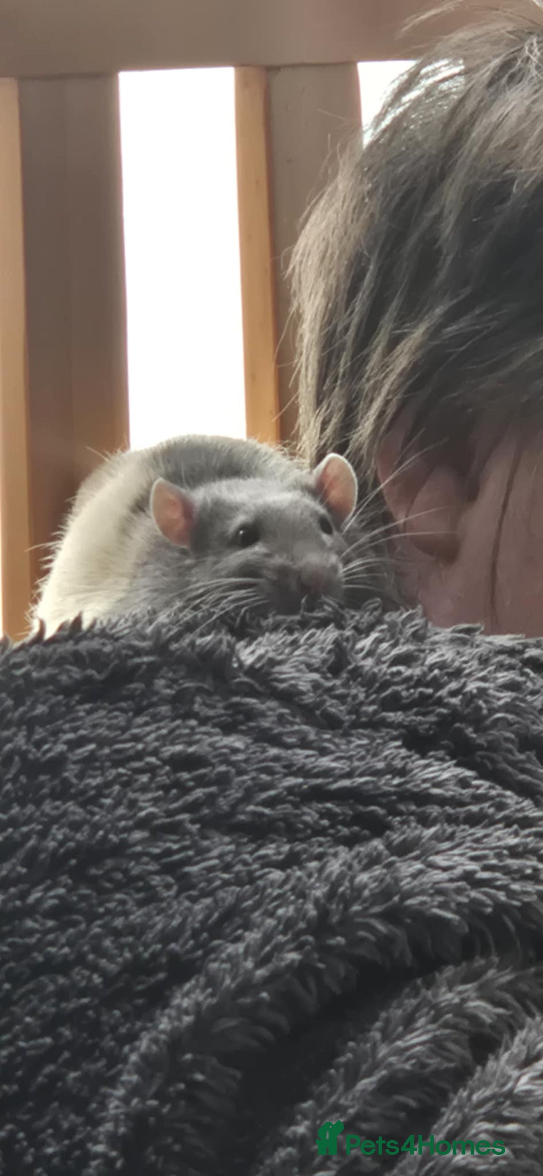 Rat rodents for sale: Free Rats with Cage etc, to good home - Image 8