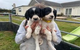 English Springer Spaniel dogs for sale: Springer Spaniel Black/liver and white Puppies - Image 8