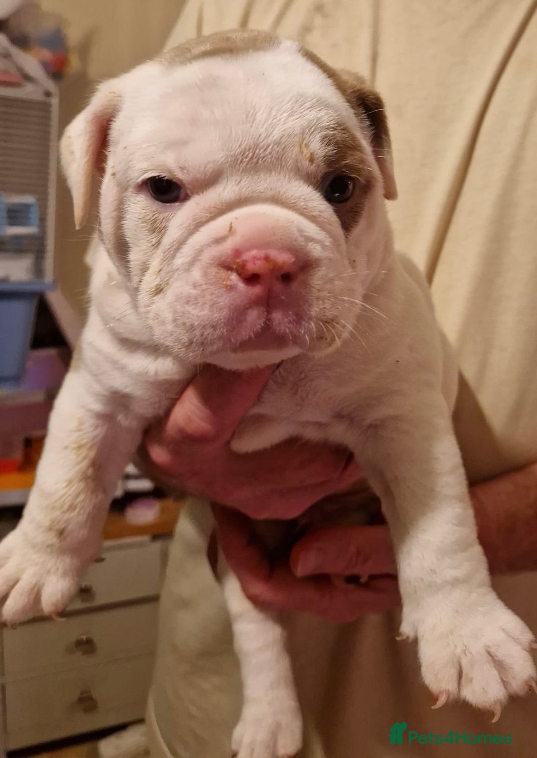 Olde English Bulldogge dogs for sale: Old English bulldog puppies GENERATIONAL - Advert 30