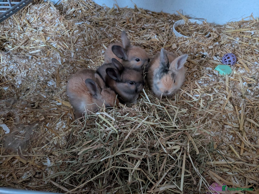 Mixed Breed rabbits for sale: 3 mixed baby rabbits - Advert 1