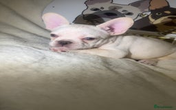 French Bulldog dogs for sale: French Bulldog puppies for sale - Image 16