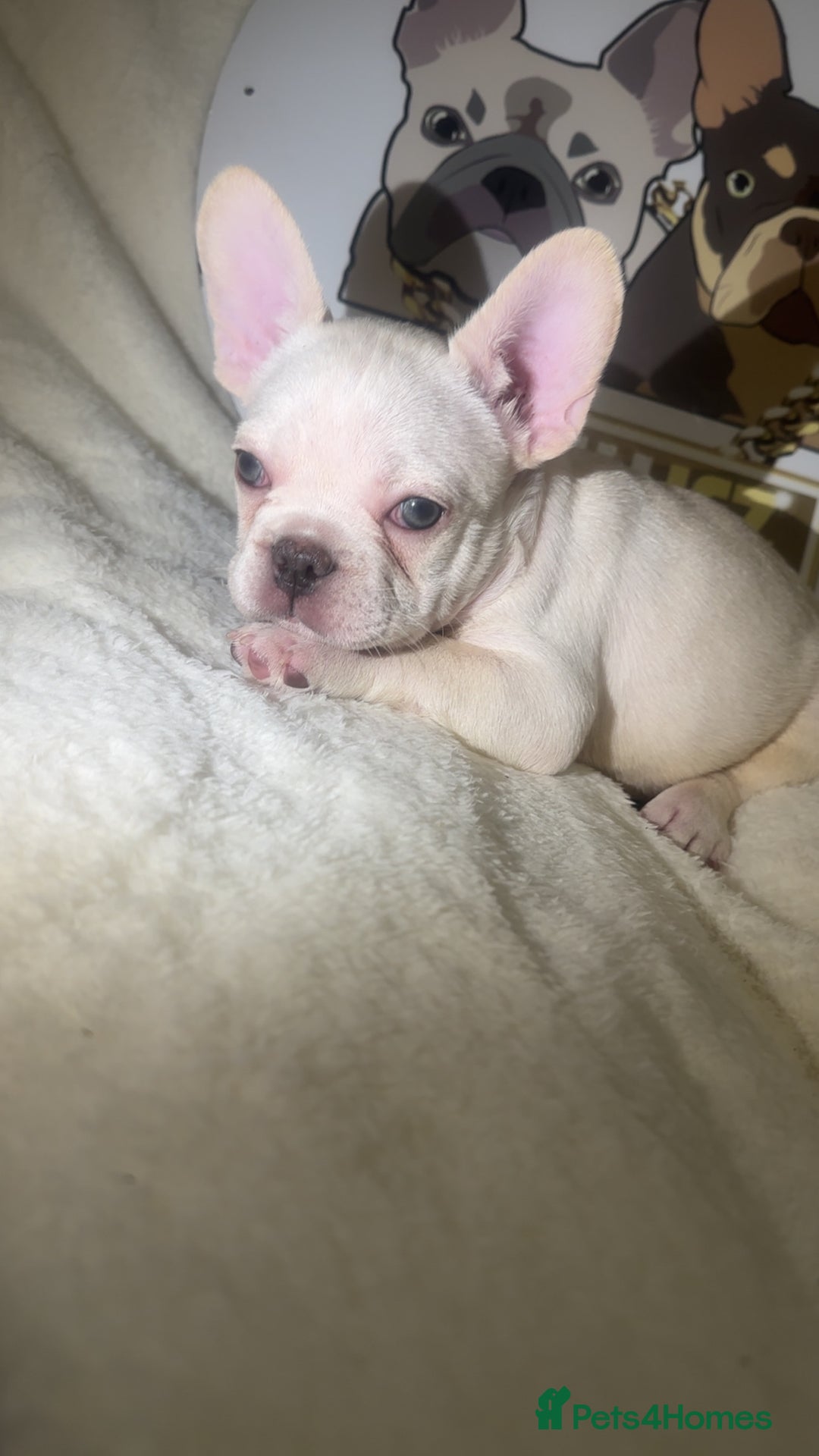 French Bulldog dogs for sale: French Bulldog puppies for sale - Image 16