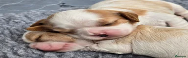 Cavalier King Charles Spaniel 1 (Red)
