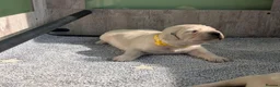 Golden Retriever dogs for sale: Bella’s Golden Gems - Advert 11
