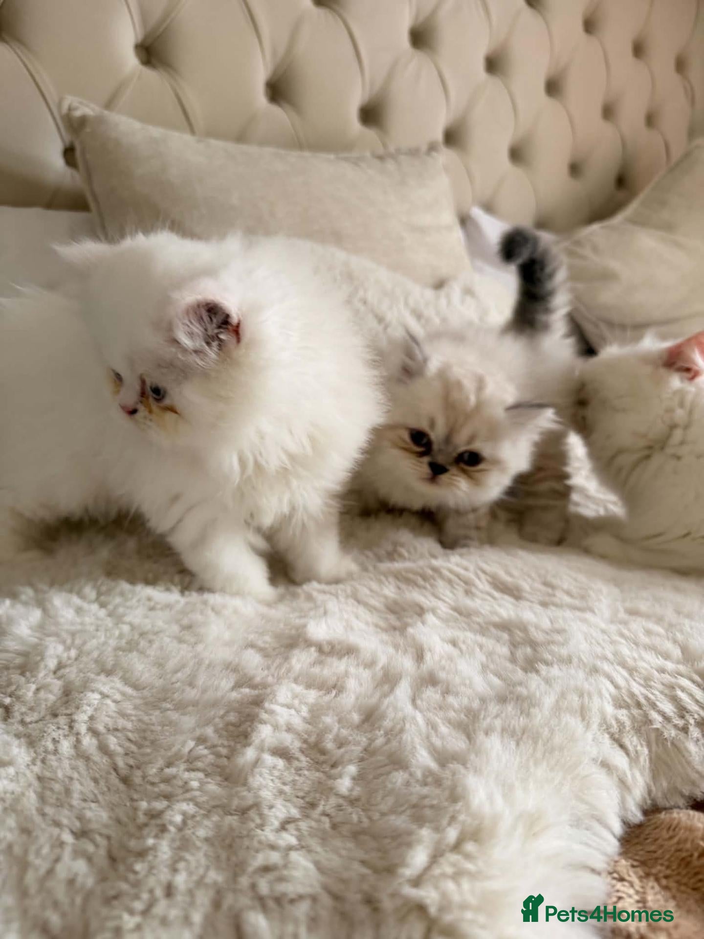 Persian cats Beautiful persian kittens  - Advert 1