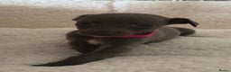 Whippet dogs for sale: KC registered BLUE whippet puppies 100% show type  - Advert 5