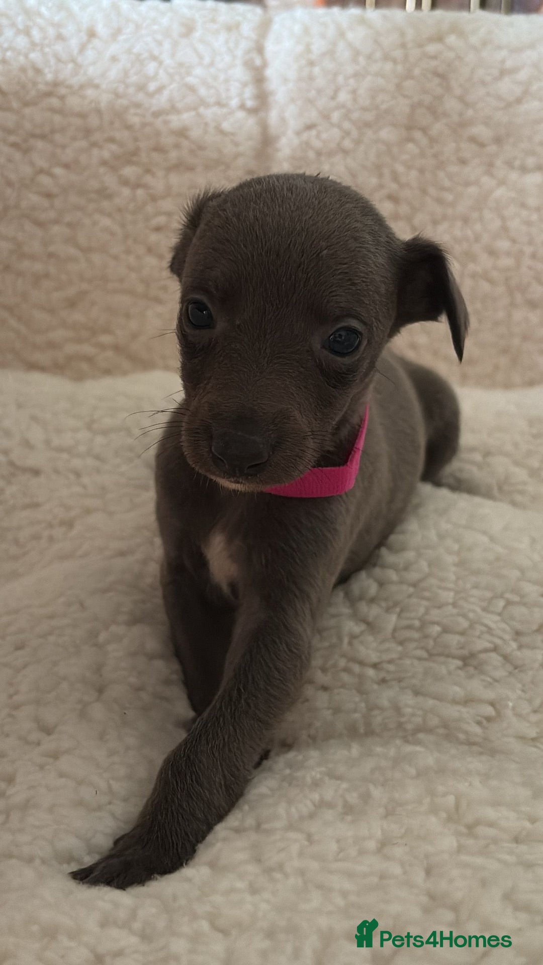 Whippet dogs for sale: KC registered BLUE whippet puppies 100% show type  - Advert 5