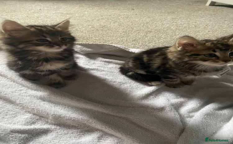 Mixed Breed cats - Advert 7