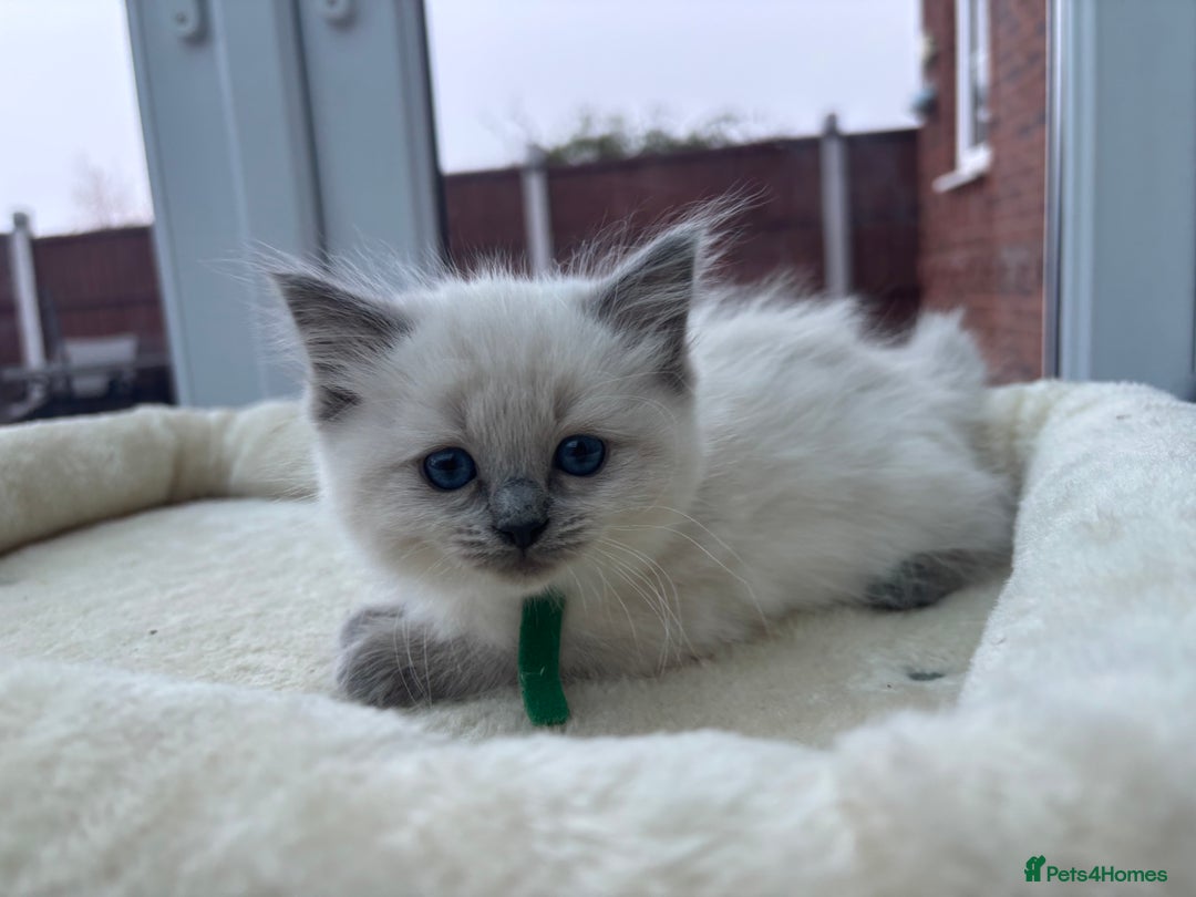 Ragdoll cats for sale: **Gorgeous Ragdolls**  - Advert 4