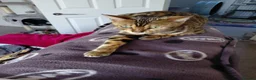 Bengal cats for sale: Female glitter Bengal for sale - Advert 21