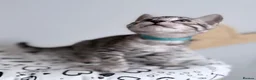 Bengal cats for sale: Exceptional Silver, Blue & Brown Bengal Kittens  in Basingstoke - Advert 7
