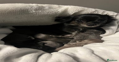 Chihuahua dogs Stunning Chihuahua Puppies ⭐️ - Advert 6