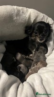 Chihuahua dogs Stunning Chihuahua Puppies ⭐️ - Advert 2