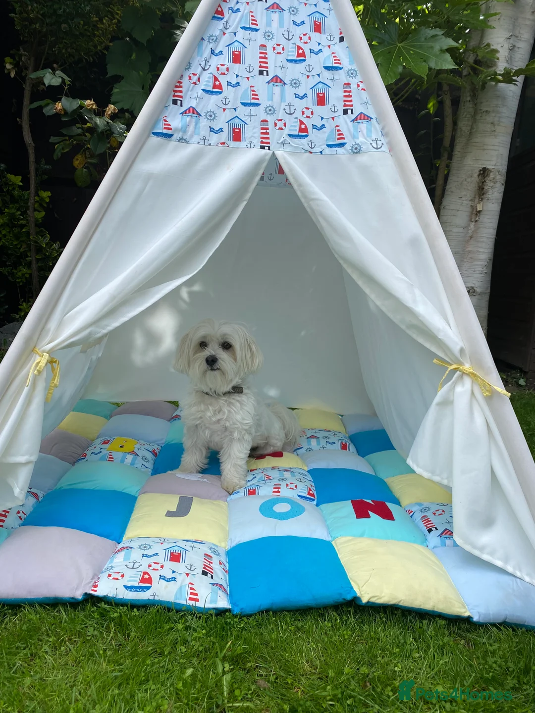 Maltese dogs for stud: Denny - Advert 4