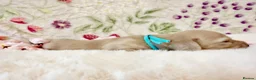 Miniature Dachshund dogs for sale: Cream long haired miniature dachshund puppies  - Advert 17