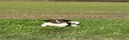 Jack Russell dogs for sale: Traditional Jack Russell Puppies  - Advert 12