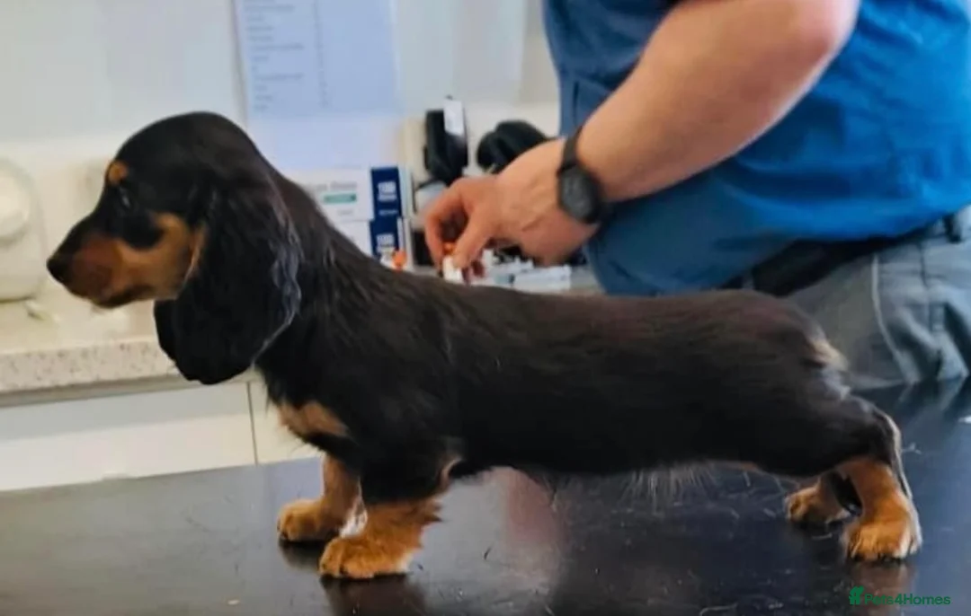 Miniature Dachshund dogs for stud: ee Cream Long Coat Miniature Dachshund Stud in Dalry - Advert 6