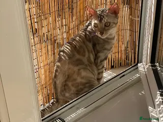 Bengal cats Beautiful Bengal girls - Advert 10
