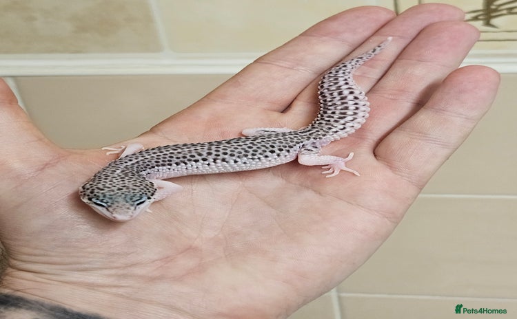 Leopard Gecko reptiles - Advert 1