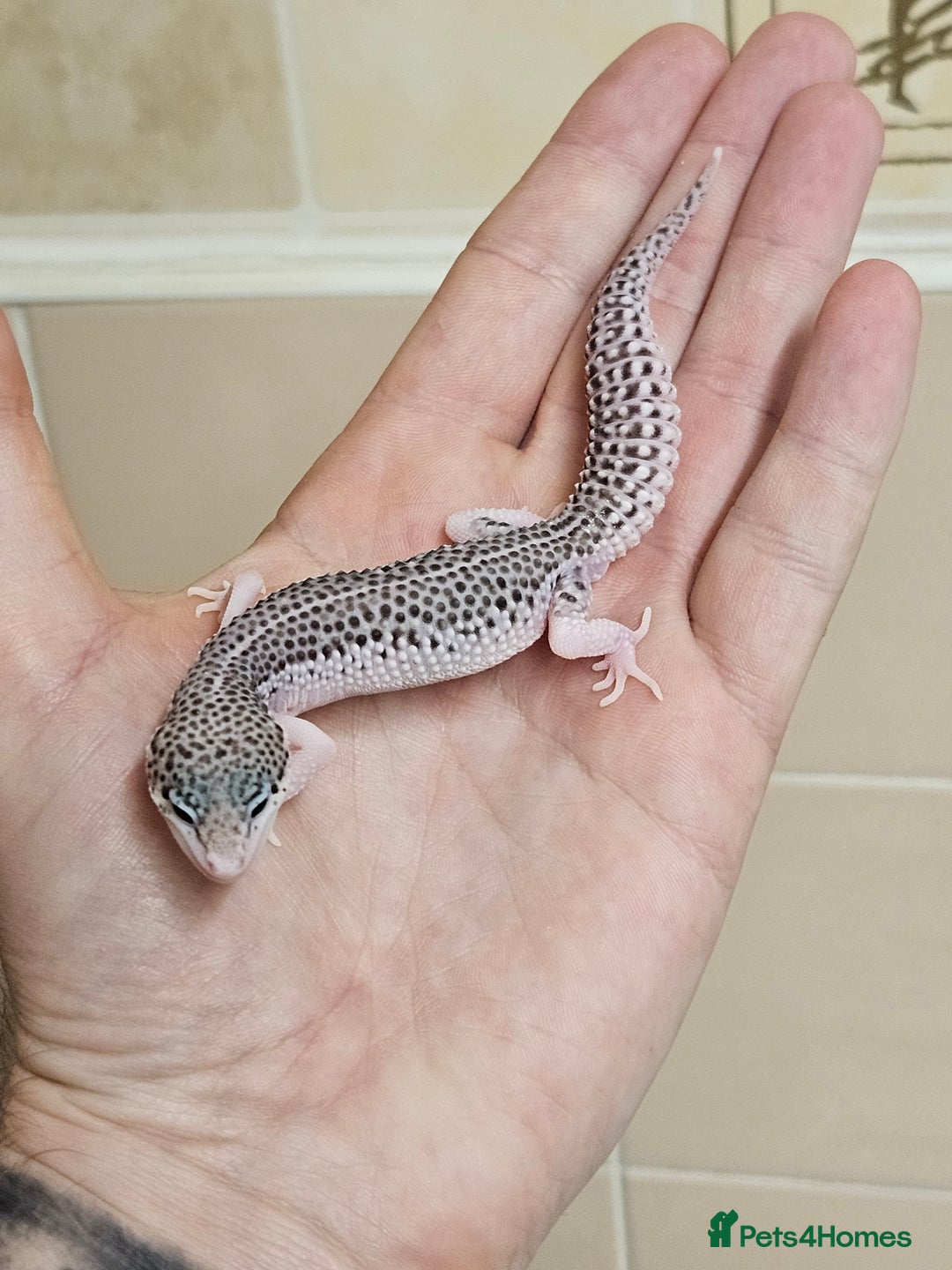 Leopard Gecko reptiles for sale: Supersnows leopard geckos normal and albino  - Image 1